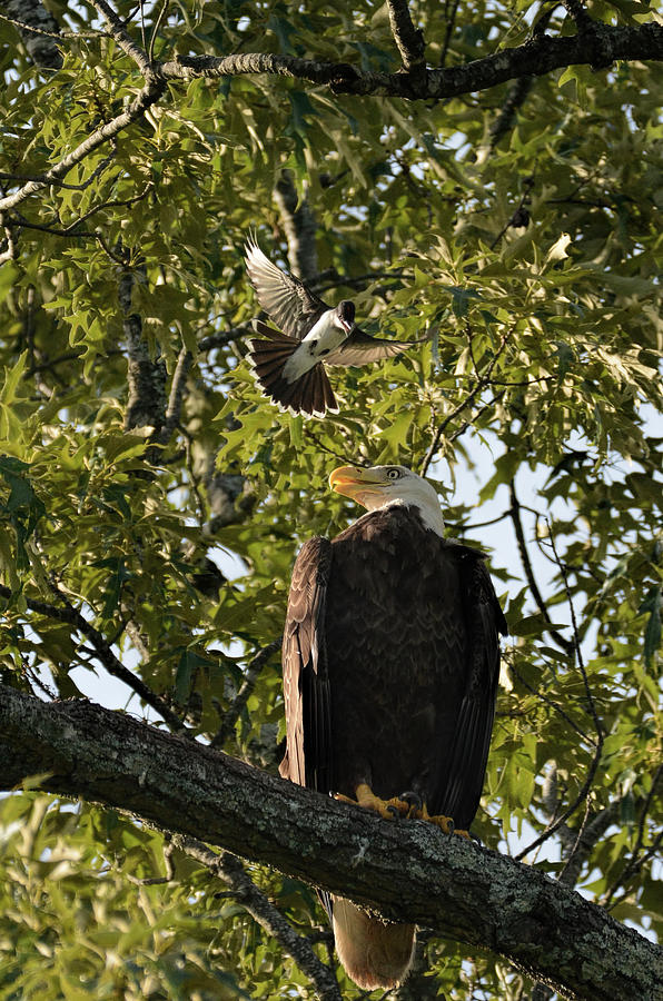 Bald Eagle Being Attacked By Eastern Kingbird 052620156630 Photograph