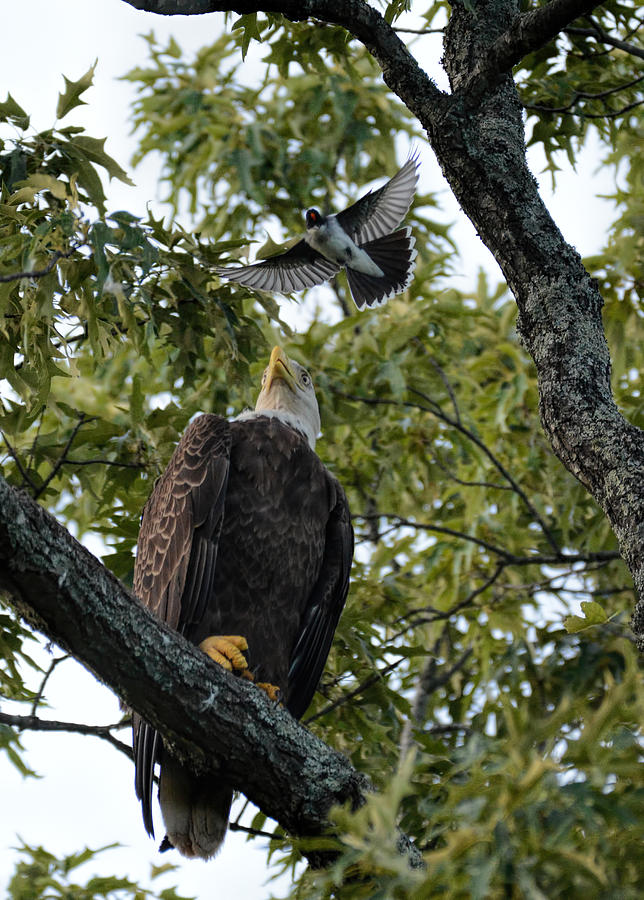 Bald Eagle Being Attacked By Eastern Kingbird Shiloh Tn 052620156727 Photograph