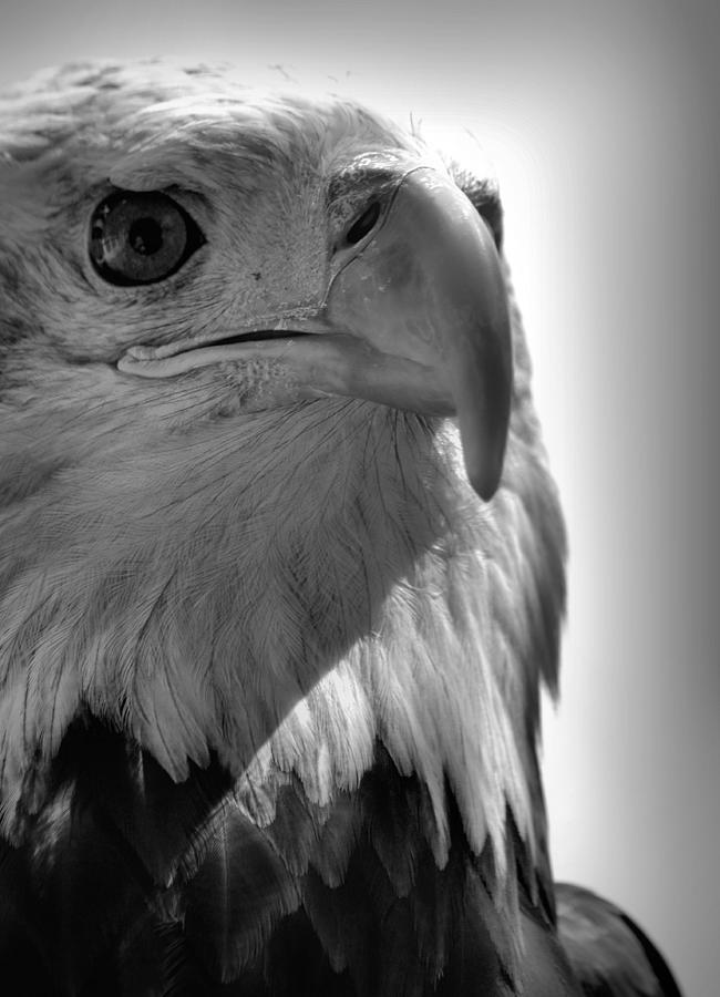 Bald Eagle Black and White Photograph by Nadalyn Larsen