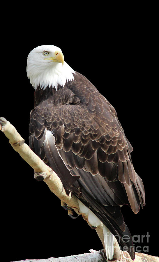 Eagle Photograph - Bald Eagle black background by Art Kurgin