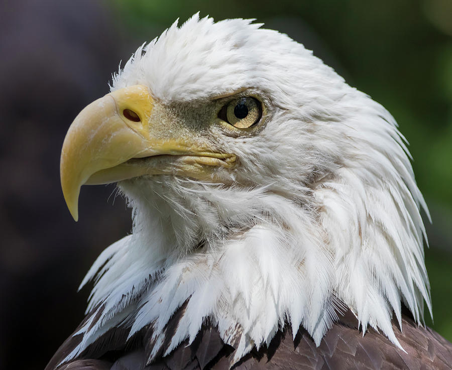 Bald Eagle Photograph by Brian Manfra - Fine Art America