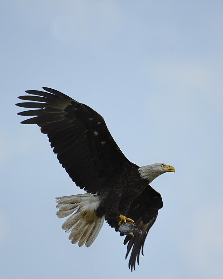 Bald Eagle Bringing Fish To The Nest Shiloh Tennessee 052120153377 Photograph