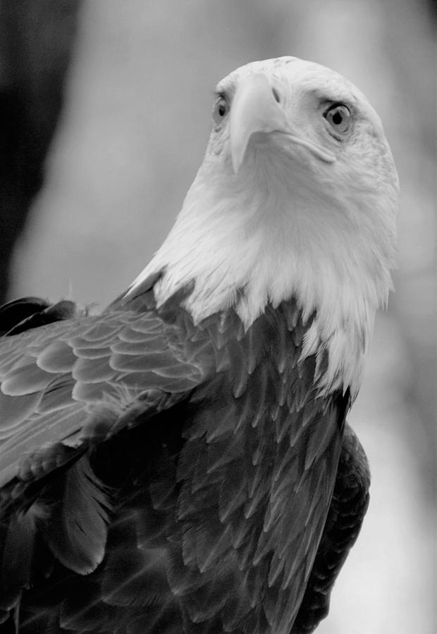 Bald Eagle BW Photograph by Charles HALL