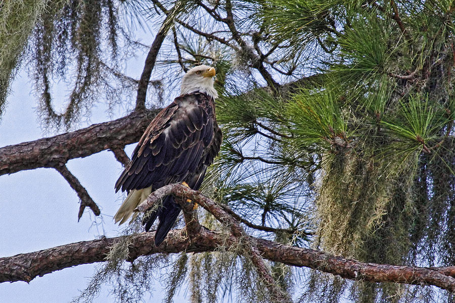 Bald Eagle by H H Photography of Florida Photograph by HH Photography of Florida