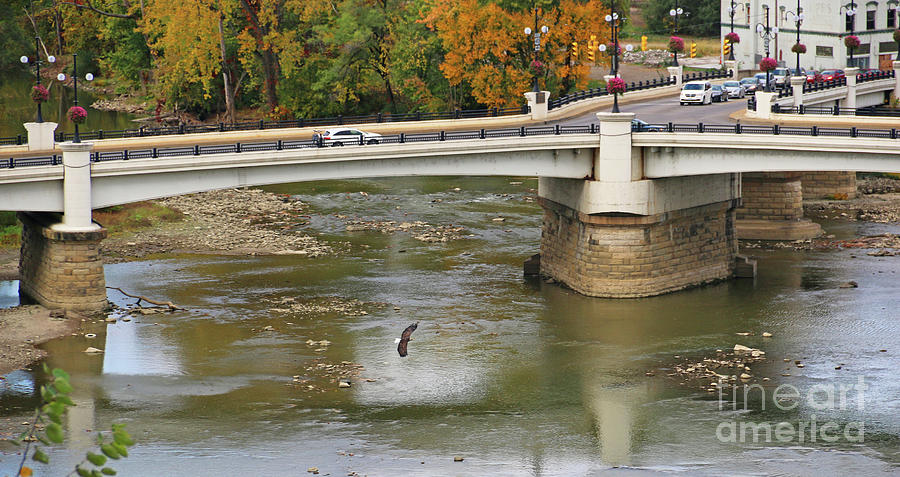 Bald Eagle by Y Bridge in Zanesville Ohio   5765 Photograph by Jack Schultz