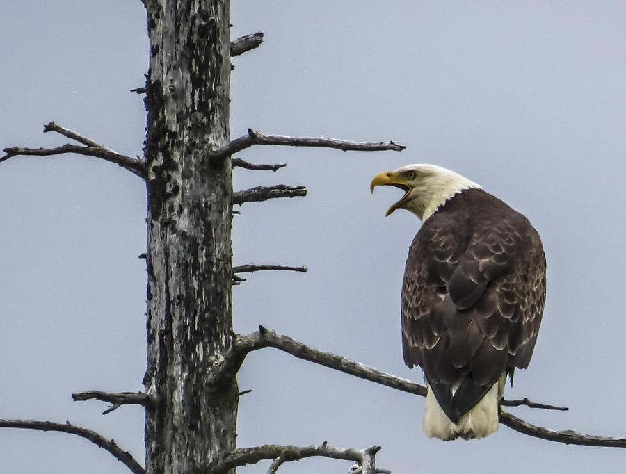 Bald Eagle Call Photograph by Suzette Vanmeter