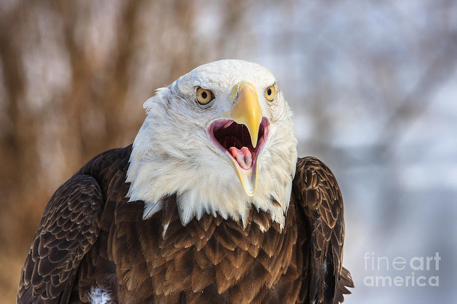 Bald Eagle Calling Photograph by Jennifer Ludlum