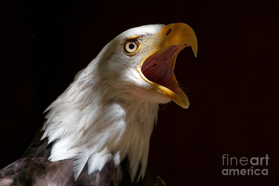 Bald Eagle - Calling Loud Photograph by Sue Harper