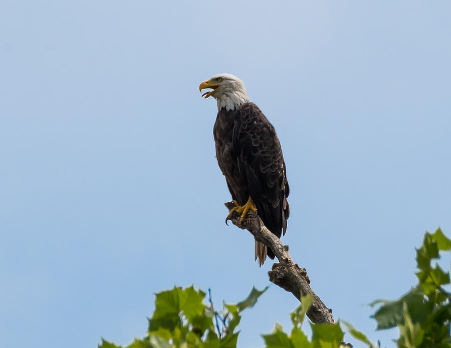 Bald Eagle Calling Out Photograph by Holden The Moment