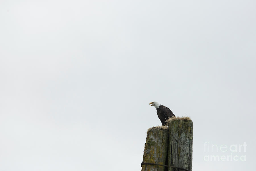 Bald eagle calling Photograph by Patricia Hofmeester