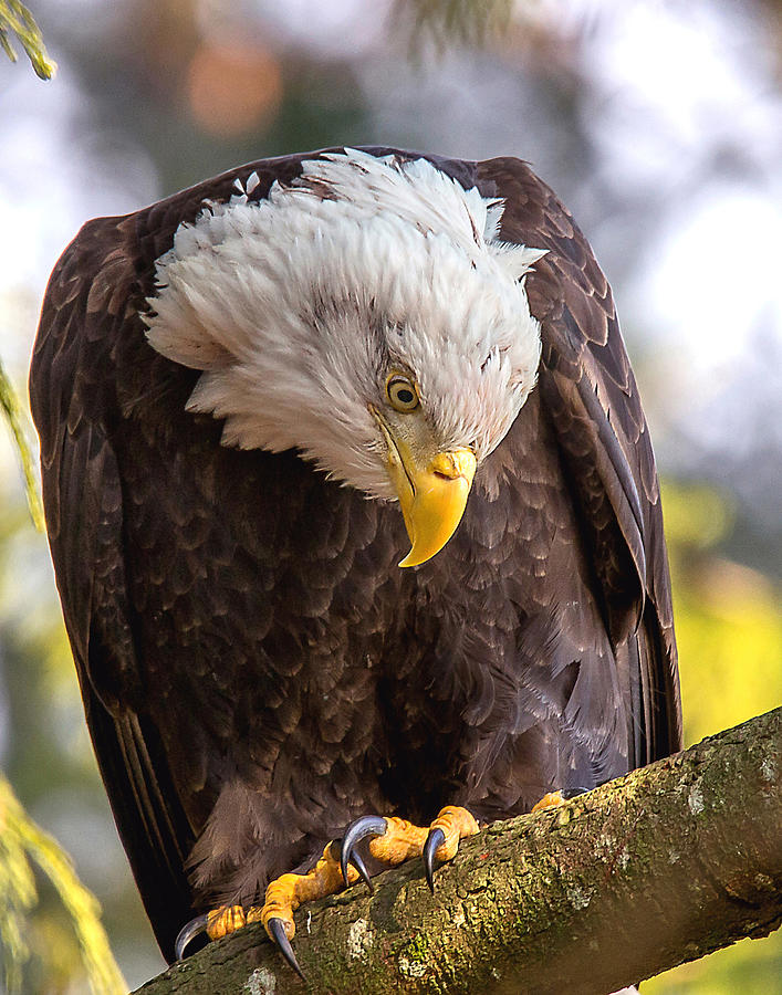 Bald Eagle Photograph by Carl Olsen