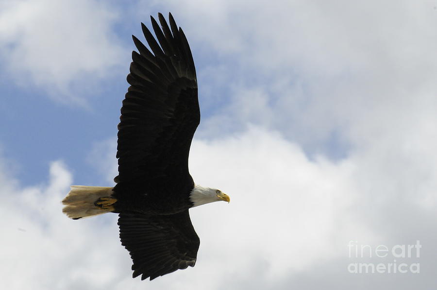 Bald Eagle Photograph by Carol Nottingham - Fine Art America