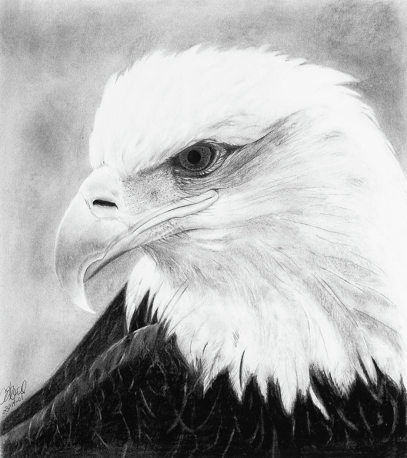 Bald Eagle Drawing by Carol O'Neill - Fine Art America