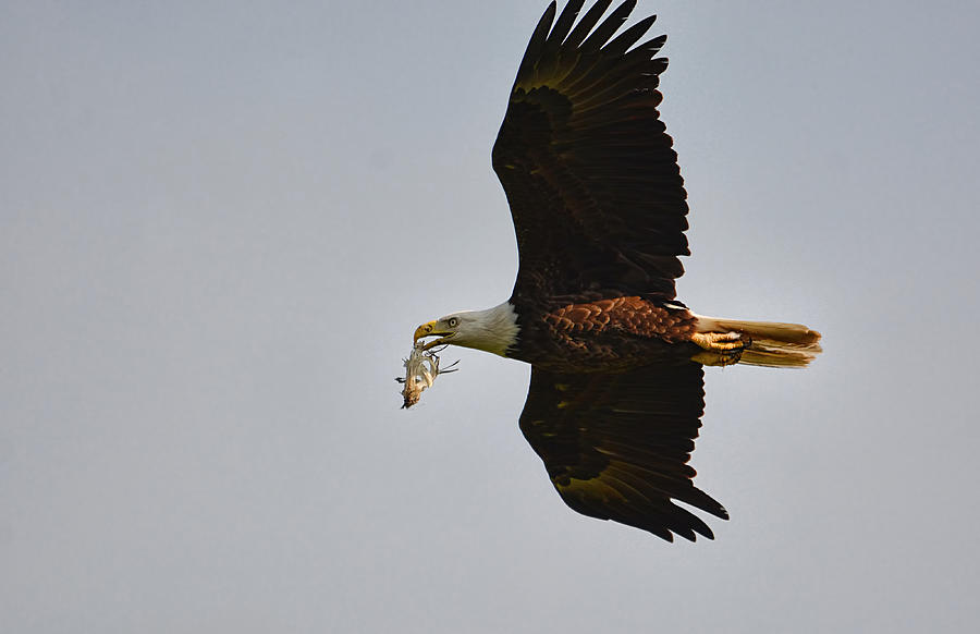 Bald Eagle Carrying Fish Leftovers Shiloh Tennessee 052120153386 Photograph
