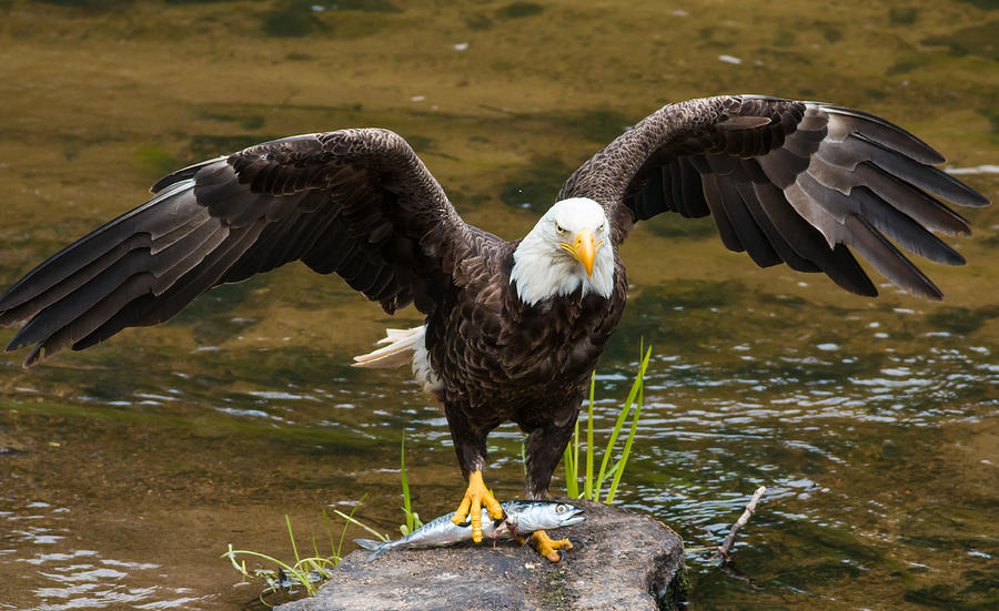 Bald-Eagle Catch the Fish Photograph by Mash Mashaghati - Fine Art