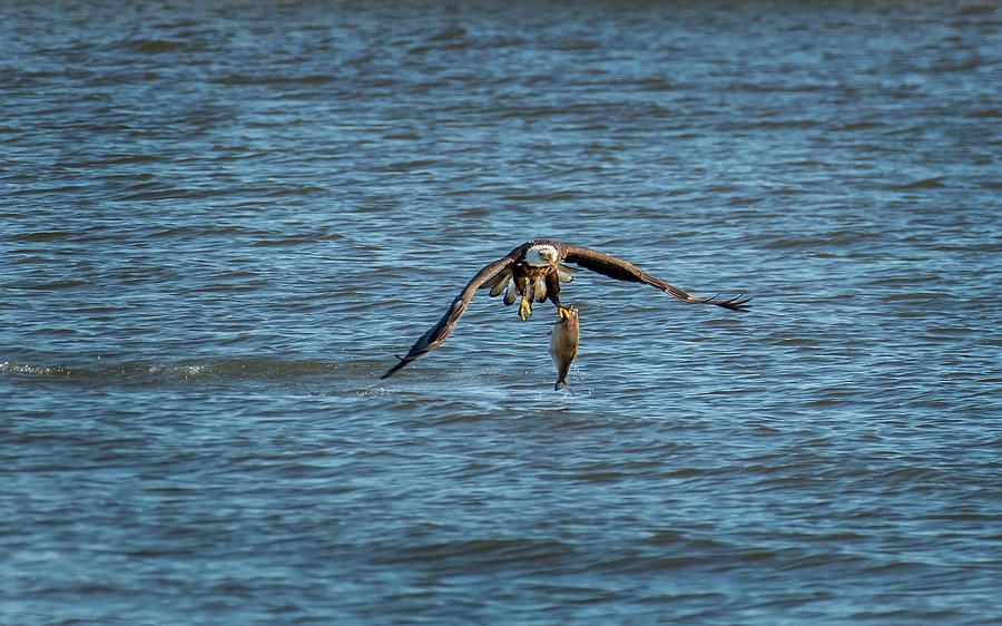 Bald Eagle catching a large fish Photograph by Patrick Wolf