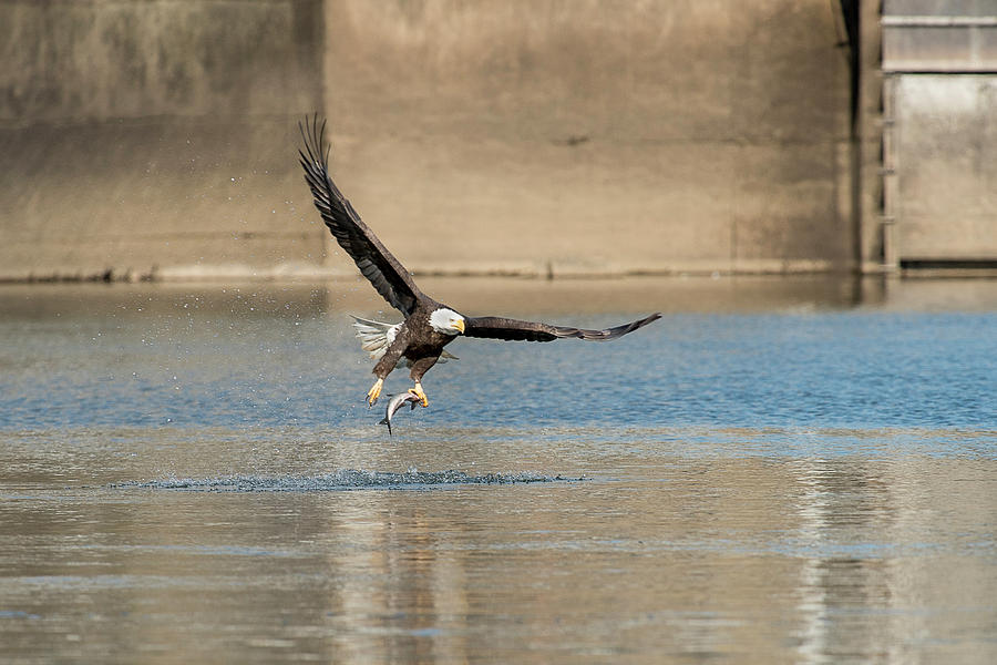 Bald eagle catching fish out of the water Photograph by Dan Friend