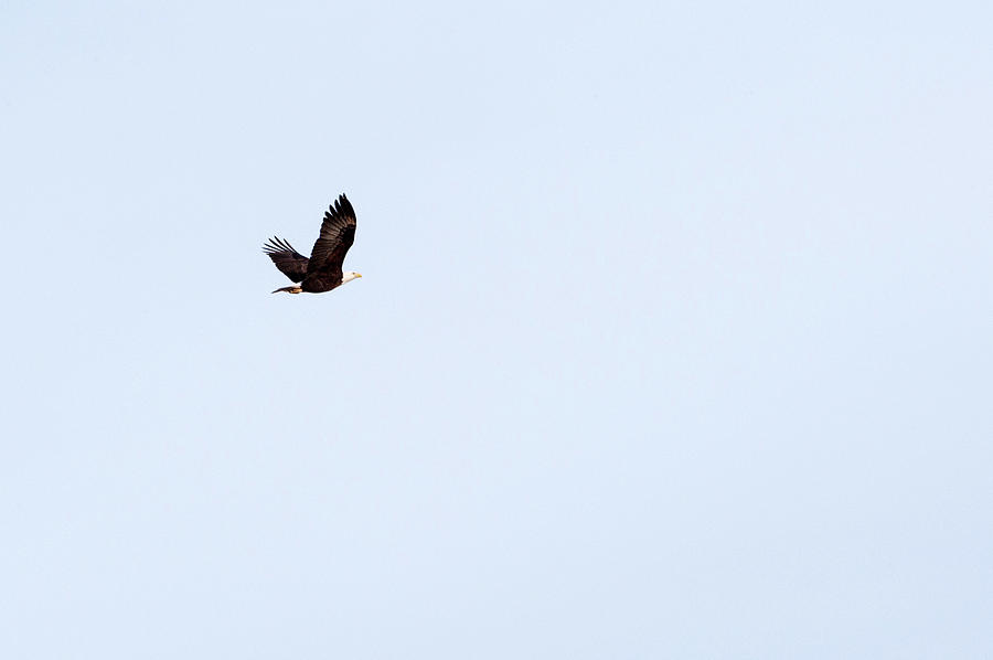 Bald Eagle  Photograph by Catherine Lau