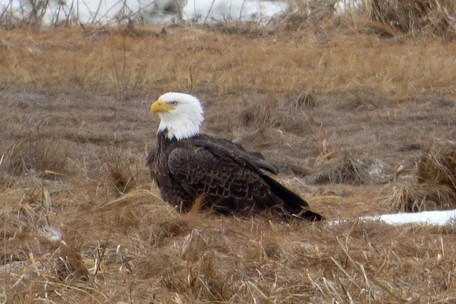 Bald Eagle caught a vole Photograph by Jo-Ann Matthews - Fine Art America