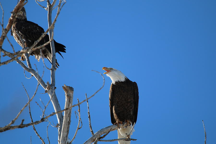 Bald Eagle Chirping Photograph by Anne Barela - Fine Art America