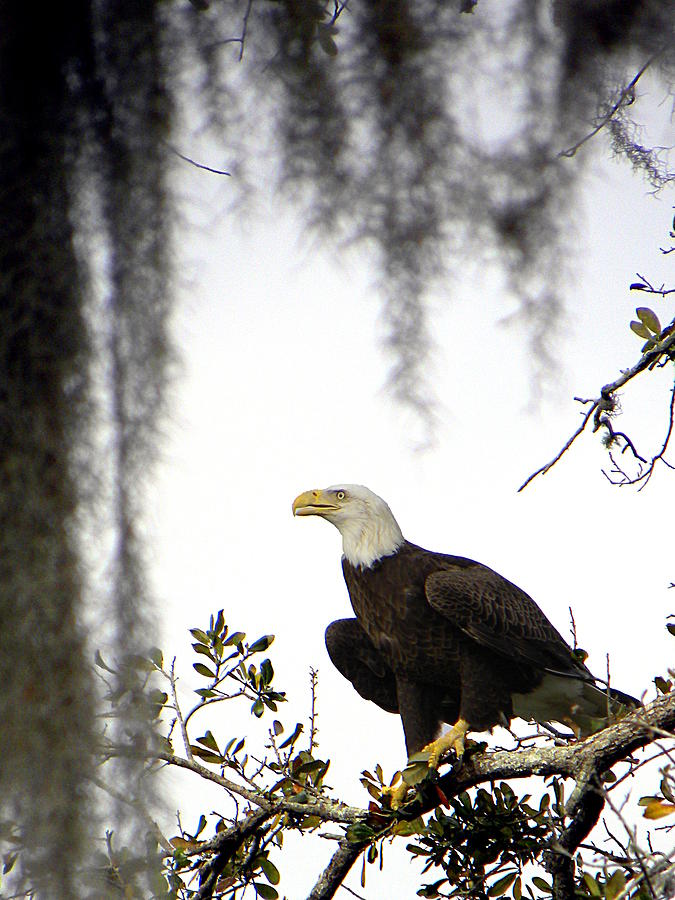 Bald Eagle Photograph by Christopher Mercer