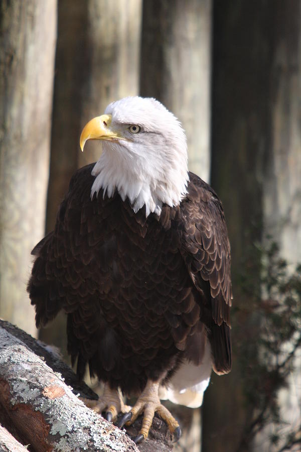 Bald Eagle Photograph by Christiane Schulze Art And Photography