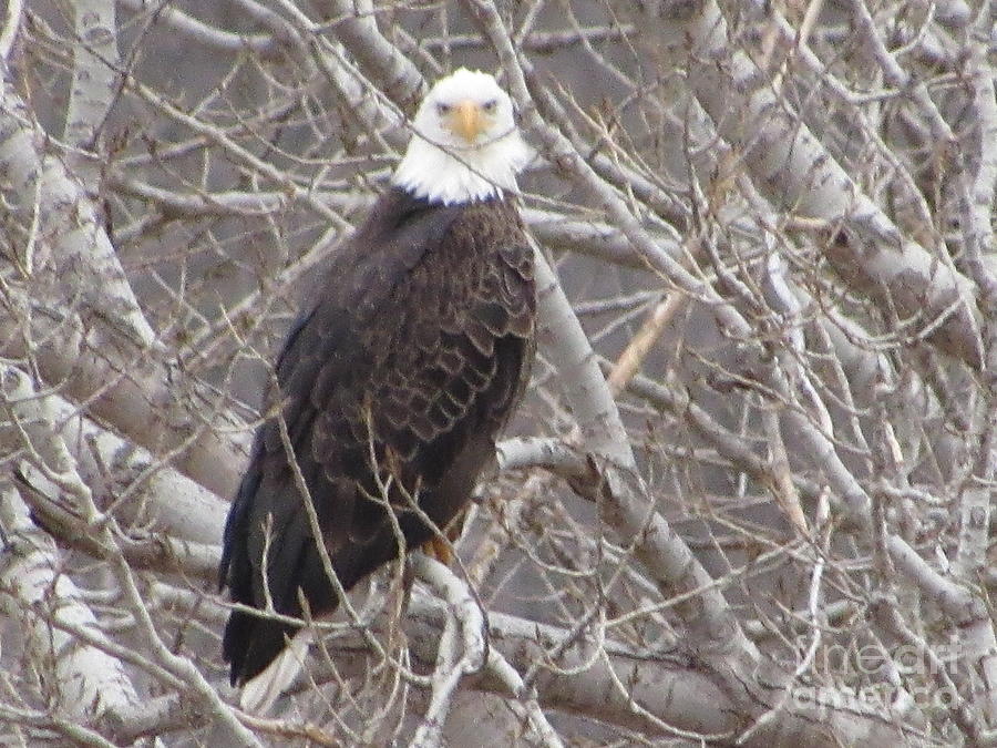 Bald Eagle Photograph by Cindy Fleener