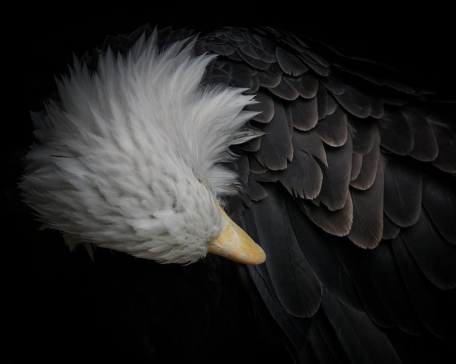 Bald Eagle Cleaning Photograph by Ernest Echols