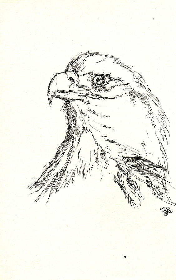 Bald Eagle Close Drawing By Mohd Raza-ul Karim - Fine Art America