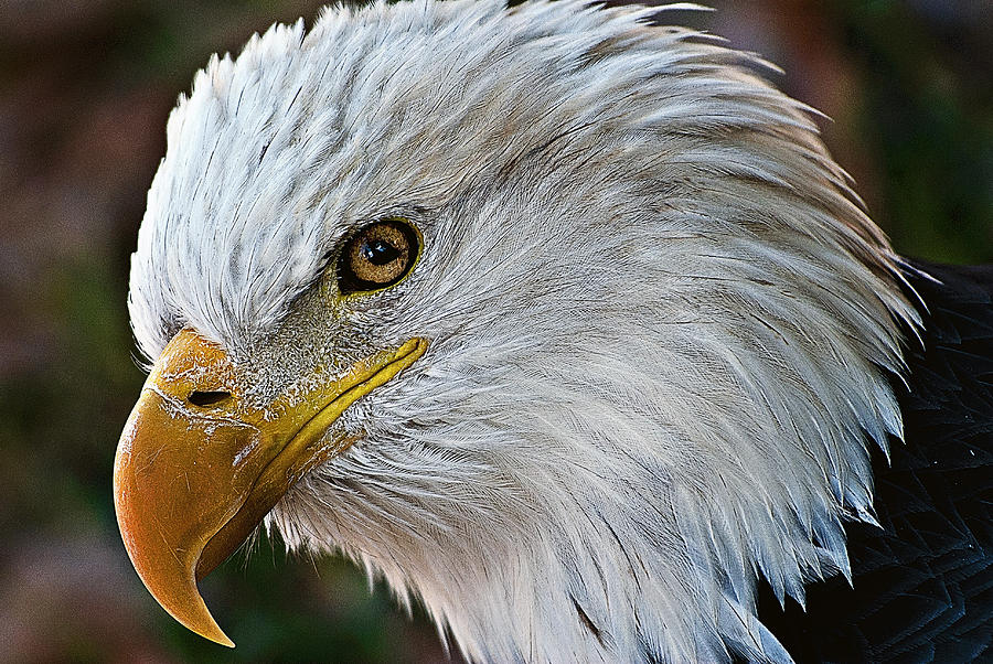 Bald Eagle close uo Photograph by David Kaffenberger | Fine Art America