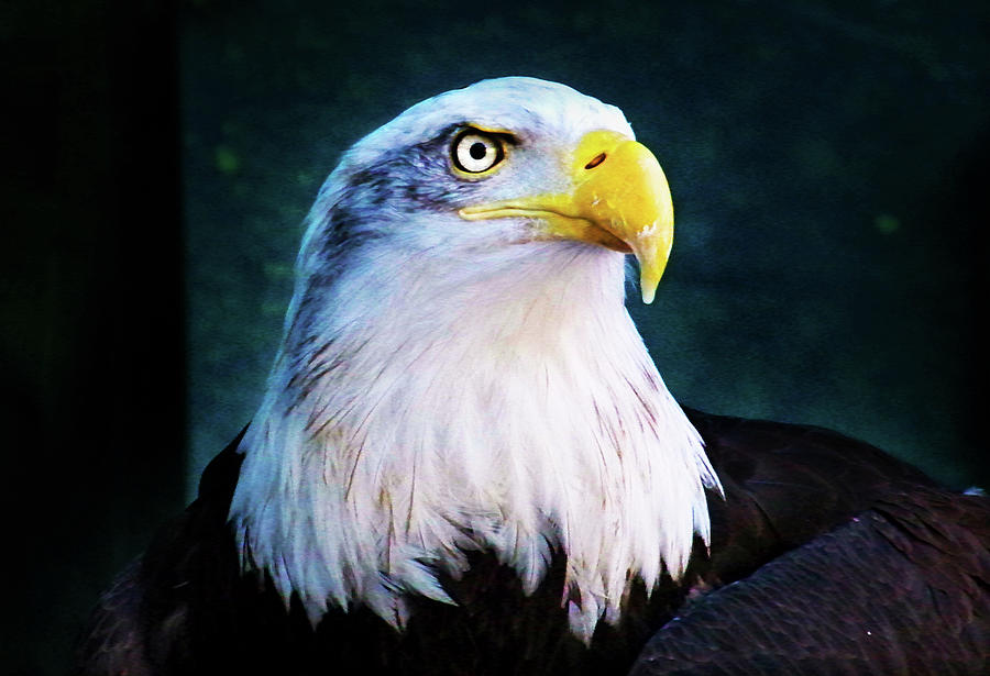 Bald Eagle Close UP Photograph by Anthony Jones