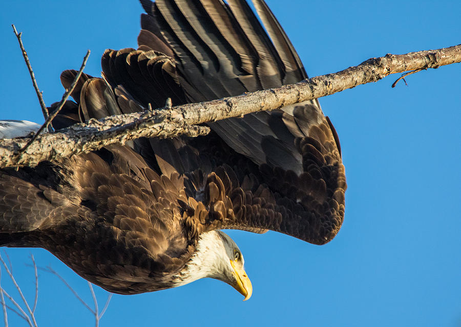 Bald Eagle Close Up Photograph by Marc Crumpler