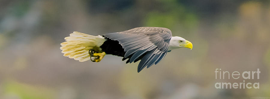 Bald Eagle Close Up Profile Panoramic Photograph by Jeff at JSJ Photography