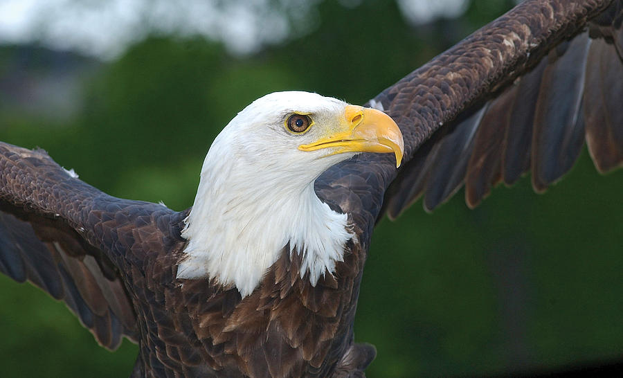 Bald Eagle close up Photograph by Steve Somerville