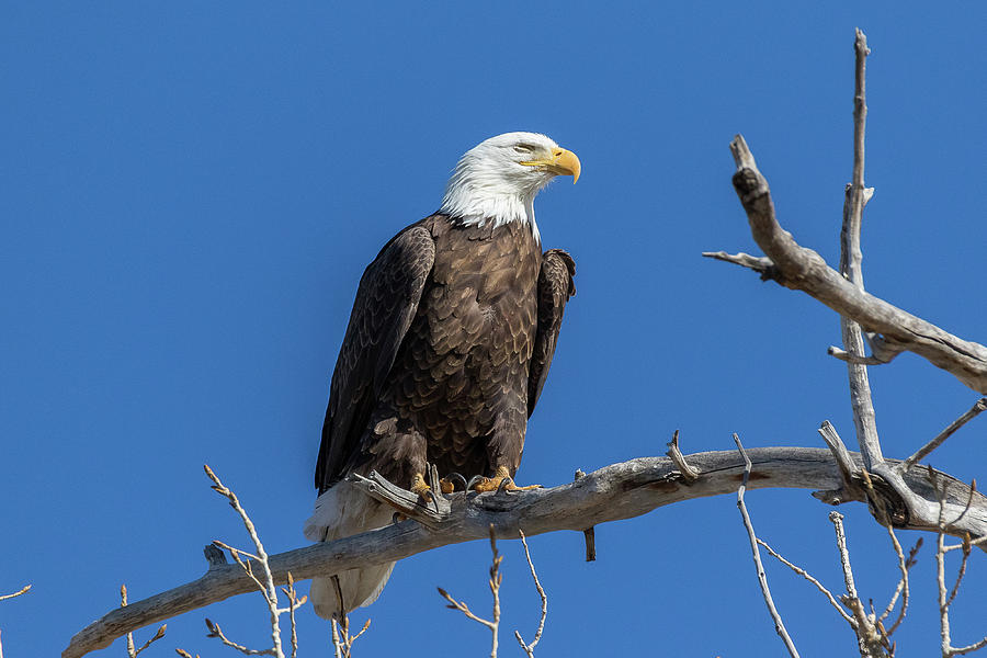 Bald Eagle Closes Its Eyes Photograph by Tony Hake