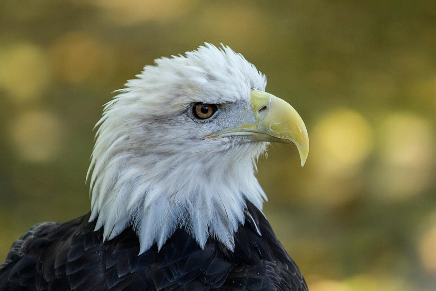 Bald Eagle closeup Photograph by Steve Allen - Fine Art America