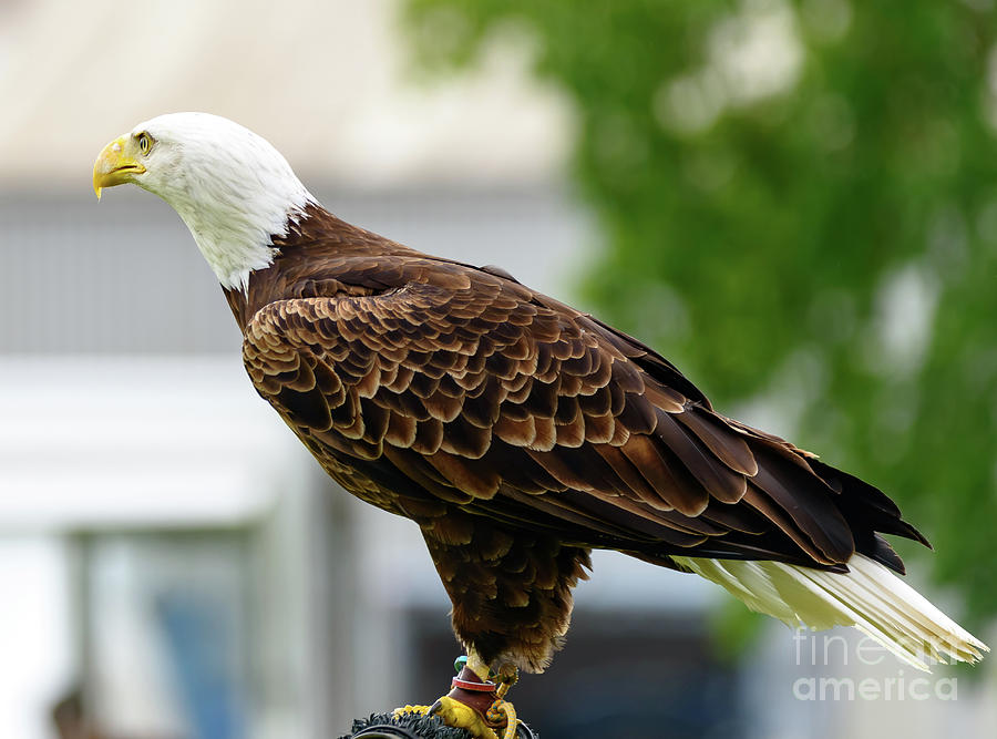 Bald Eagle Photograph by Colin Rayner