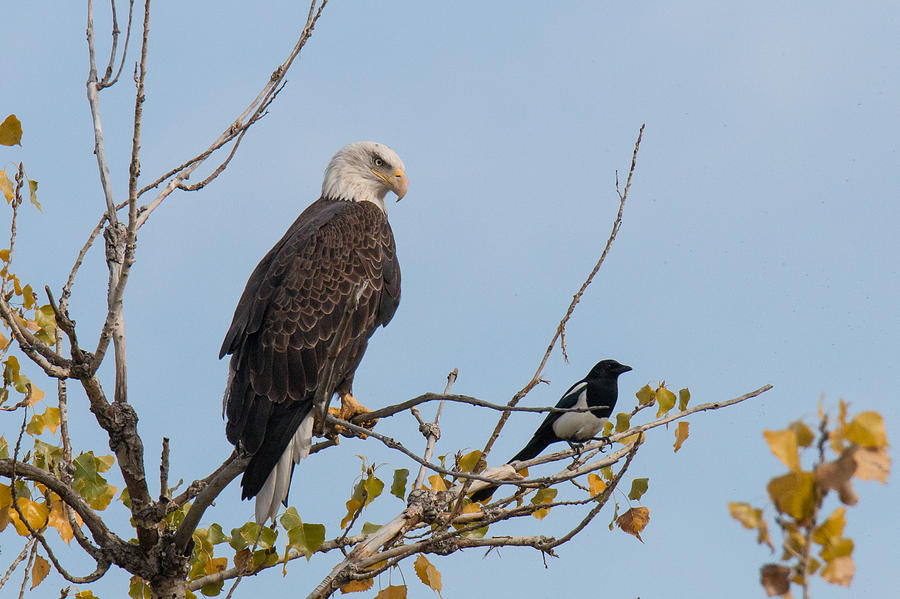 Bald Eagle Contemplates an Intruder Photograph by Tony Hake