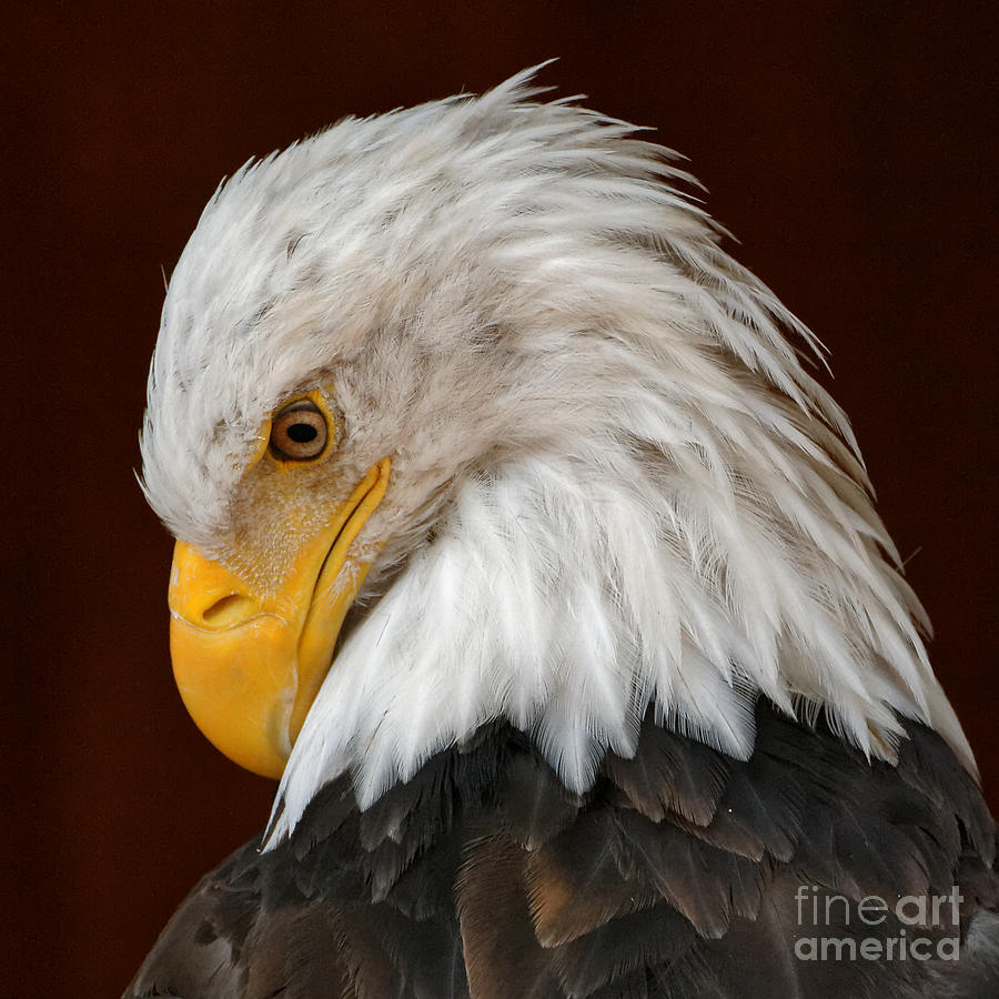 Bald Eagle Contemplation Photograph by Sue Harper