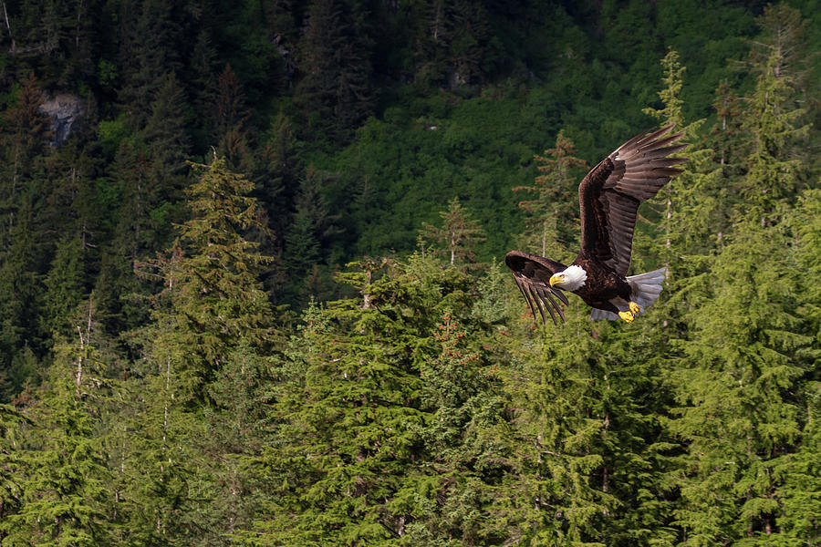 Bald Eagle, Cordova Photograph by Scott Slone