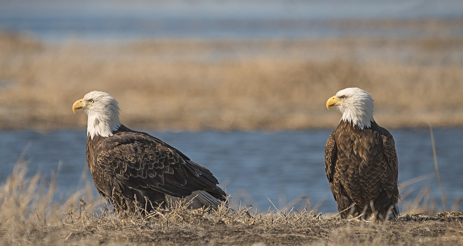 Bald Eagle Couple Photograph by Loree Johnson