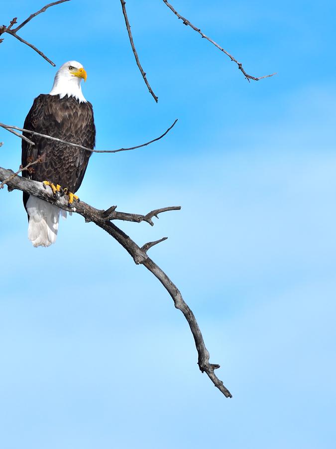 Bald Eagle - Cropped Photograph by Bastiaan De Peuter - Pixels