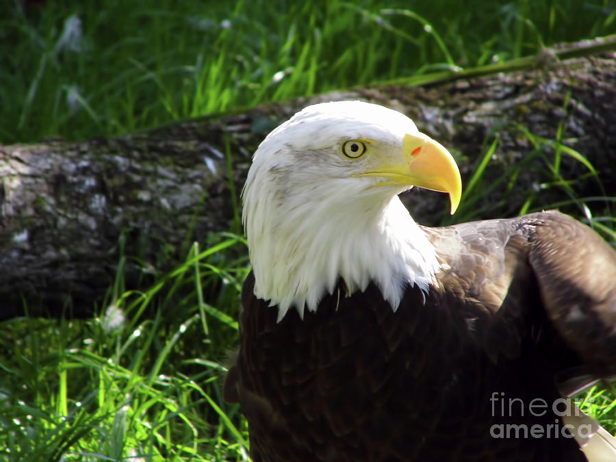 Bald Eagle Photograph by D Hackett