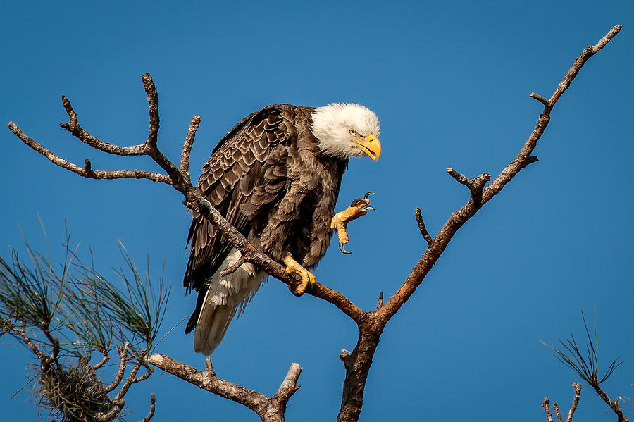 Bald Eagle Dance Photograph by Joe Myeress