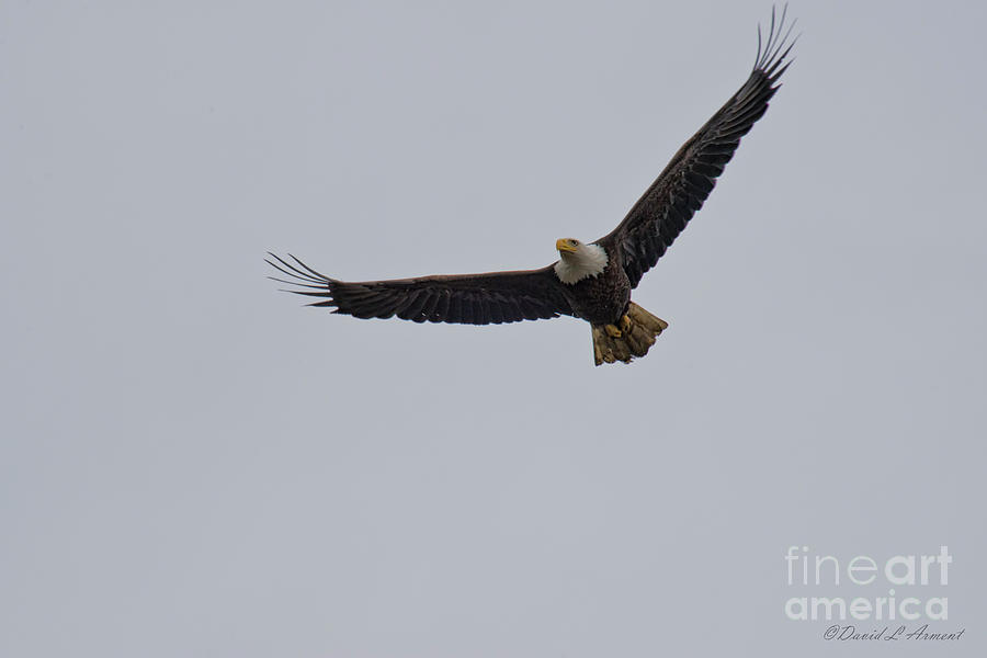 Bald Eagle Photograph by David Arment