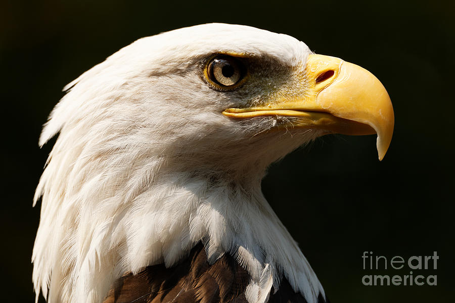 Bald Eagle Delight Photograph by Sue Harper