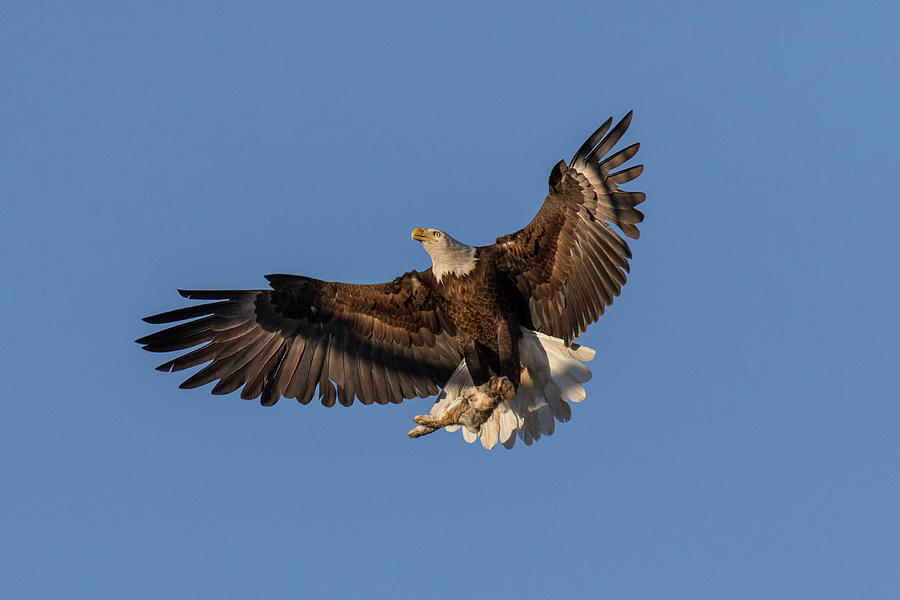 Bald Eagle Delivers Breakfast Photograph by Tony Hake - Fine Art America