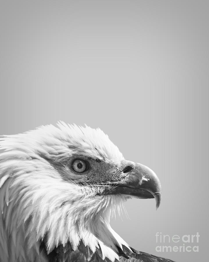 Independence Day Photograph - Bald eagle by Delphimages Photo Creations