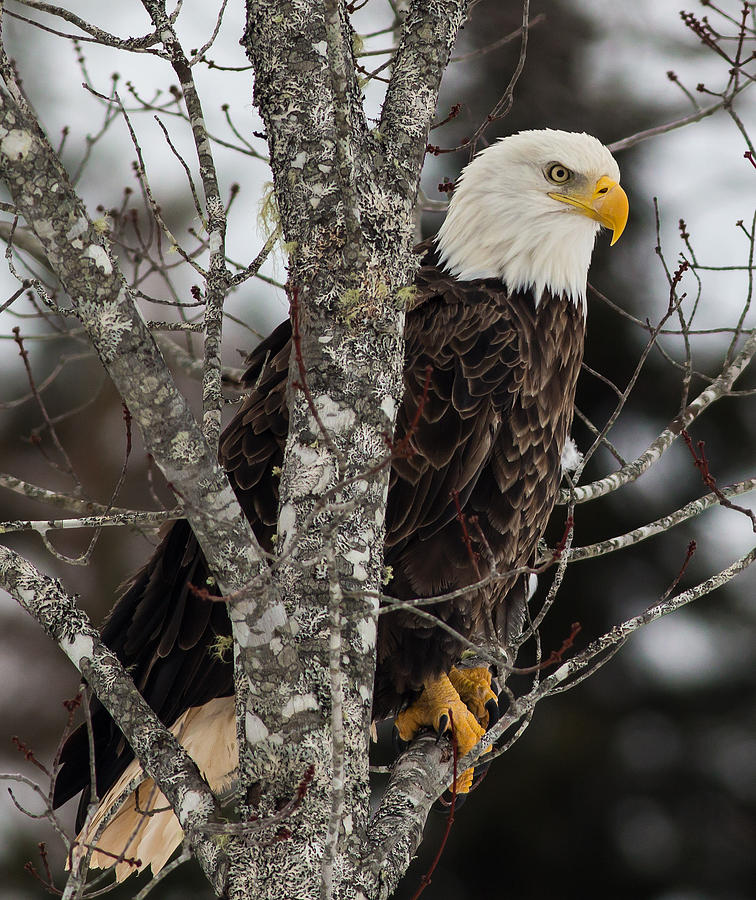 Bald-Eagle Determination Photograph by Mash Mashaghati - Fine Art America