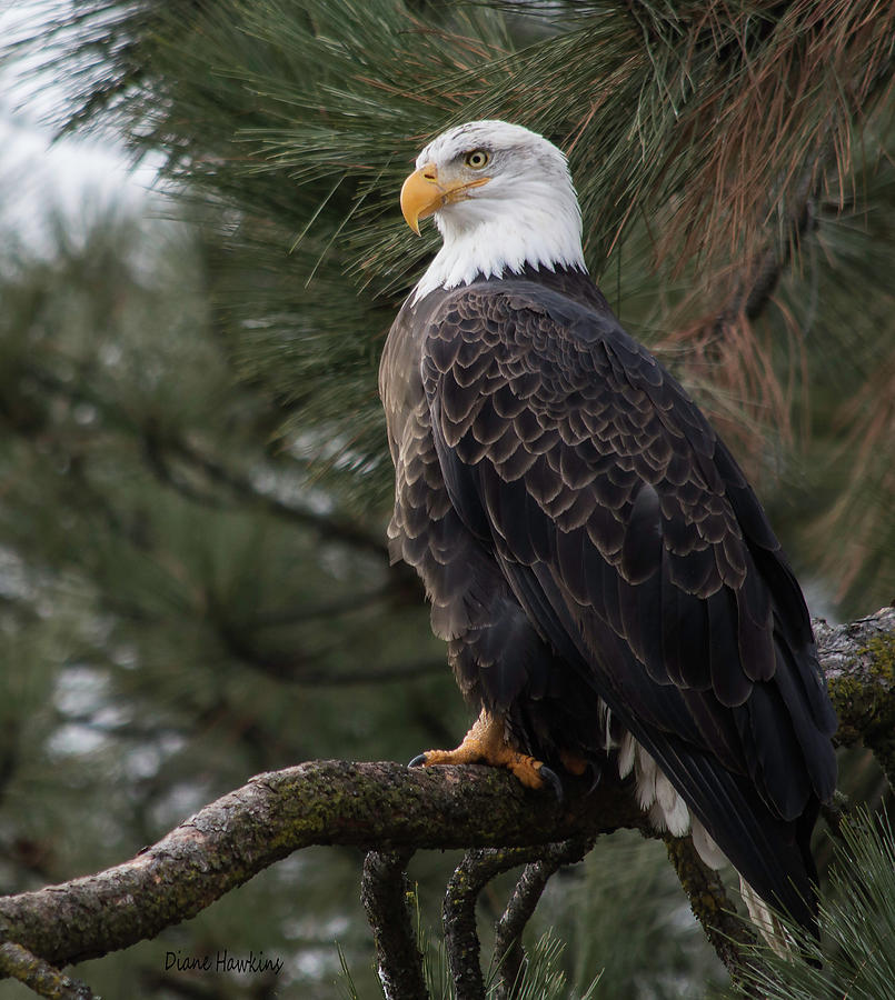 Nature Photograph - Bald Eagle by Diane Hawkins